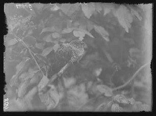 Kuckuck : Ausgeflogener Kuckuck (Cuculus canorus Linnaeus). Jungvogel.