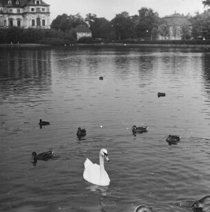 Serie zu: Moritzburg. Wassergeflügel : Dresden-Altstadt, Palais im Großen Garten. Enten und Schwäne im Palaisteich