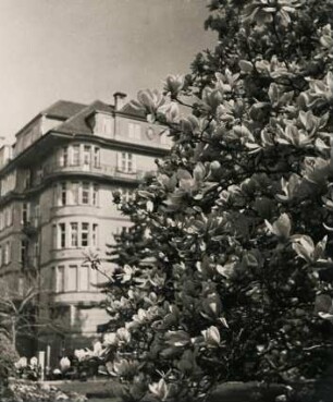 Bozen. Südtirol. Italien. Magnolienblüten im öffentlichen Verkehrsraum