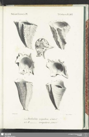 Pl. 562