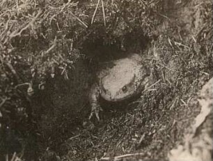 Erdkröte (Bufo bufo-Komplex) im Schlupfwinkel