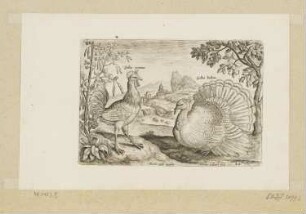 Gehörnter Hahn mit Truthahn, Blatt 20 der Folge "Vögel"