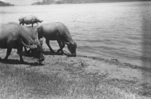 Weidende Büffel am Tobasee : Nahaufnahme von Büffeln an einem Gewässerufer
