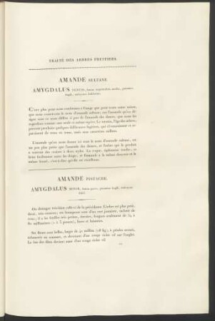 Amande Sultane. Amygdalus Tenuis, ...