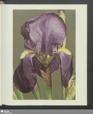 Iris