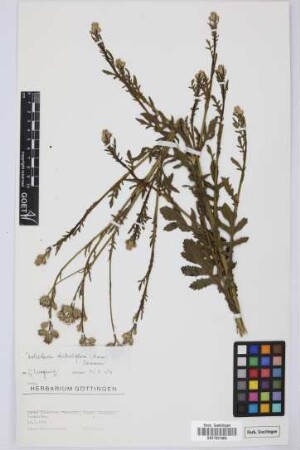 Volutaria tubuliflora (Murb.) Sennen