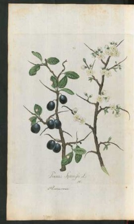 15. Prunus spinosa