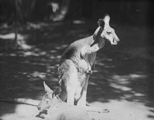 Riesenkänguruh (Macropus giganteus Zimm.) : Breslau (Wroclaw/Polen). Zoologischer Garten. Riesenkänguruh (Macropus giganteus Zimm.)