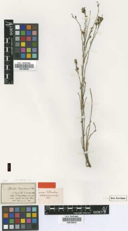 Psoralea jacquiniana Eckl. & Zeyh. [type]