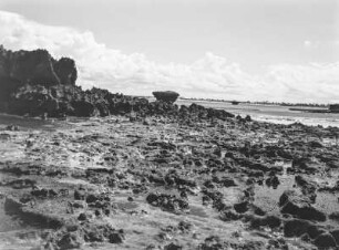 Korallenfelsen : Korallenfelsen während der Ebbe