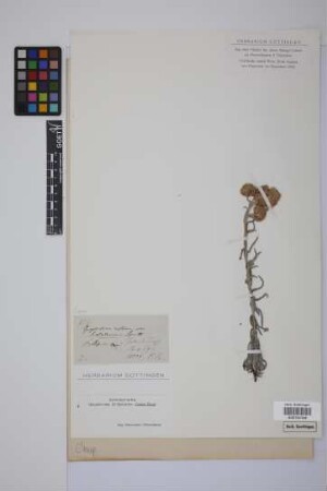 Gnaphalium roseum (ex H.B.K.) Kunth