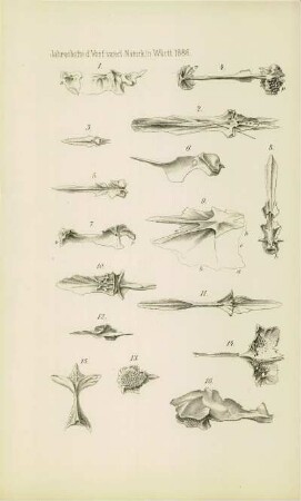 Tafel VII