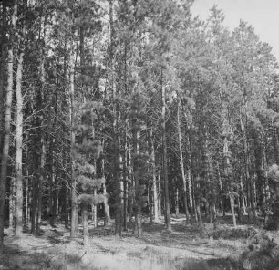Lüneburger Heide : Lüneburger Heide, Blick in einen Kiefernwald