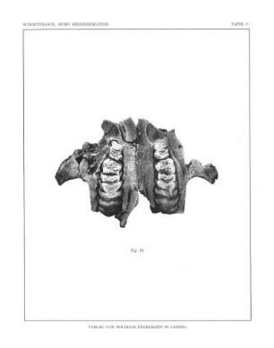 Elephas antiquus Falc.juv.
