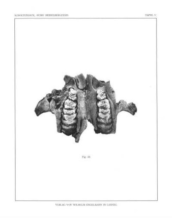Elephas antiquus Falc.juv.