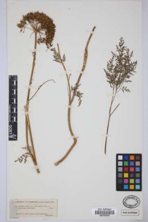 Todaroa aurea Parl.