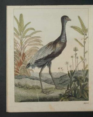 Tafel: [Vögel.] LXXXII.