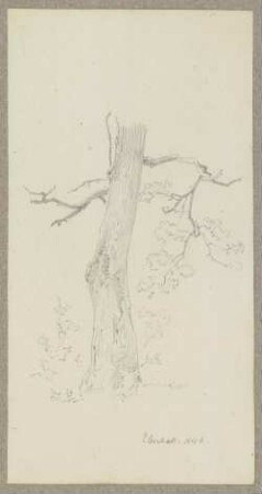 Baum bei Eberbach