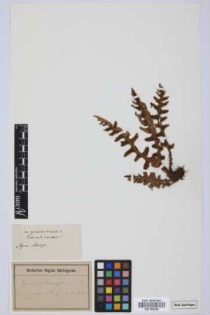 Ceterach aureum (Cav.) L. v. Buch