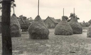 Heuschober am Dorfrand von Stradow : Synowe kopjena/stogi w Tšadowje (Delnja Łužica)