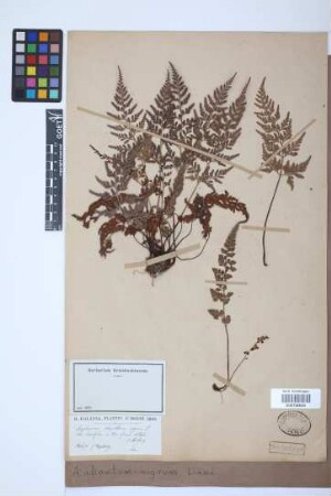 Asplenium adiantum-nigrum L.