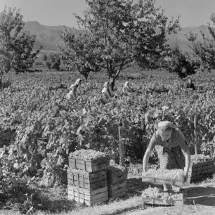 Landschaftsbild der bulgarischen Rhodopen. Weinlese um Peruschtiza