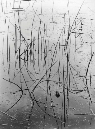 Reflektionen von Binsen