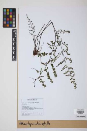 Adiantopsis chlorophylla (Sw.) Fée