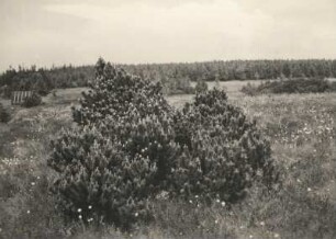 Bergkiefer (Pinus mugo) im Georgenfelder Hochmoor bei Zinnwald-Georgenfeld. Ansicht mit Scheiden-Wollgras (Eriophorum vaginatum)