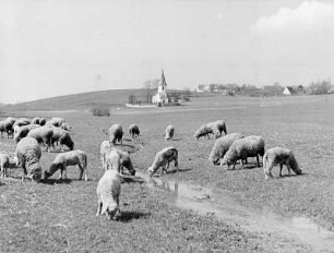 Hörlbach Schäfer, Kirchle : Schafherde. Im Hintergrund Kirche von Hörlbach