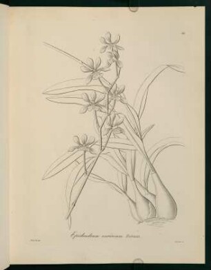 56r-56v, Epidendrum varicosum