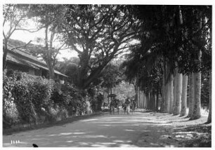 Kandy, Sri Lanka. Rikschafahrt entlang einer mit Bäumen bestandenen Straße um den Kandy-See