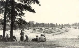 Heuernte in Burg : Synowe žně w Bórkowach