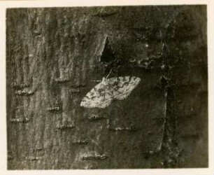 Rochlitzer Berg, Baumspanner (Boarmia spec.)