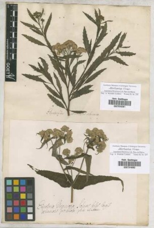 Eupatorium