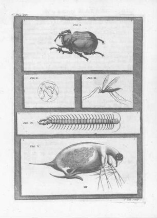 Plate XXV