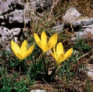 Dodona. Herbst-Goldbecher (Sternbergia lutea)
