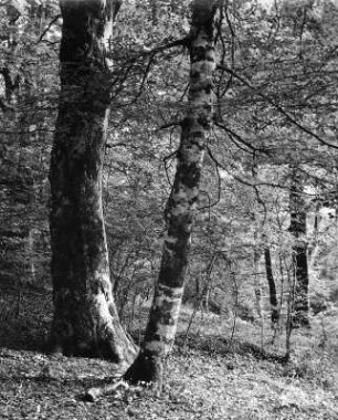 San Severo. Laub-Mischwald (Foresta Umbra)
