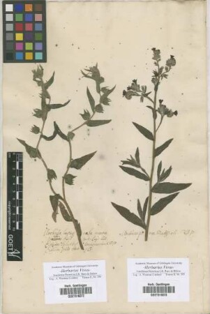 Anchusa