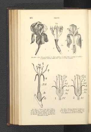 Fig. 421. - Coupe d' une fleur d' Enothera biennis: