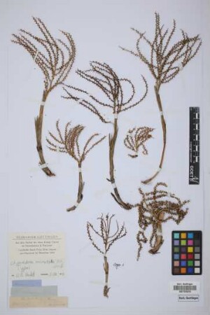 Chamaedorea microphylla H.Wendl.[type]