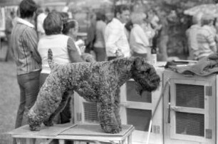 Terrier-Zuchtschau der Ortsgruppe Mittelbaden im Verband für das Deutsche Hundewesen auf dem Gelände des Polizeihundesportvereins in Knielingen