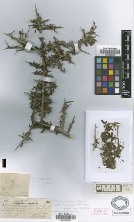 Duvaua praecox Griseb. var. Griseb. hyemalis[syntype]