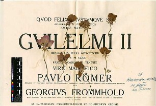 Ranunculaceae Ranunculus asiaticus Linné, Carl von (1707 - 1778) [Ghazir, Ghazeer, Gazir]