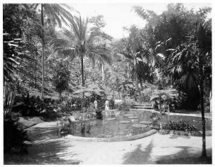 Touristen im Castelton Garten von Kingston am Seerosenteich mit blühender Victoria Regia : Weltreisen. Jamaika. Touristen im Castelton Garten von Kingston am Seerosenteich mit blühender Victoria Regia