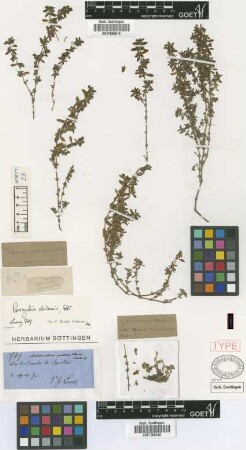 Alternanthera pulchella Kunth var. Griseb. ciliata[holotype]