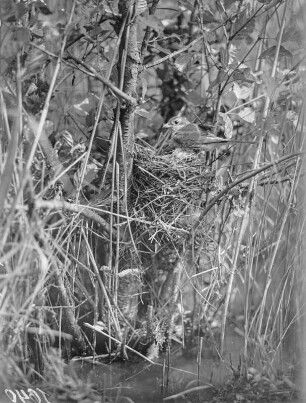 Neuntöter : Rotrückenwürger oder Neuntöter (Lanius collurio L.), Weibchen am Nest in einer Erle.