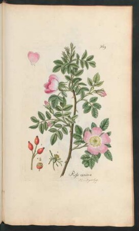 369. Rosa canina
