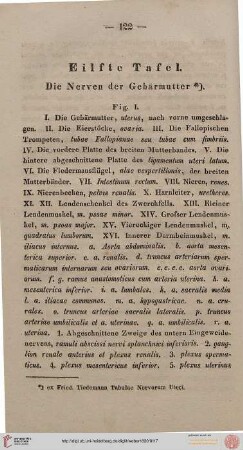 Elfte Tafel [Nerven der Gebärmutter]