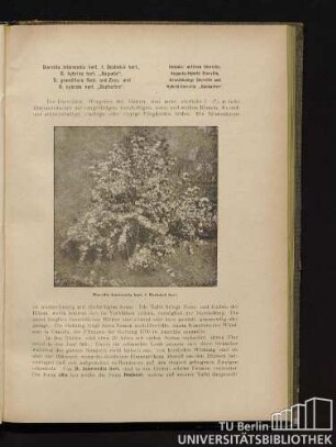 Diervilla intermedia hort. f. Desboisii hort., D. hybrida hort. "Augusta", D. grandiflora Sieb. und Zucc. und D. hybrida hort. "Duchartre". Desbois' mittlere Dierville, Augusta-Hybrid Dierville, Großblumige Dierville und Hybird-Dierville "Duchartre".